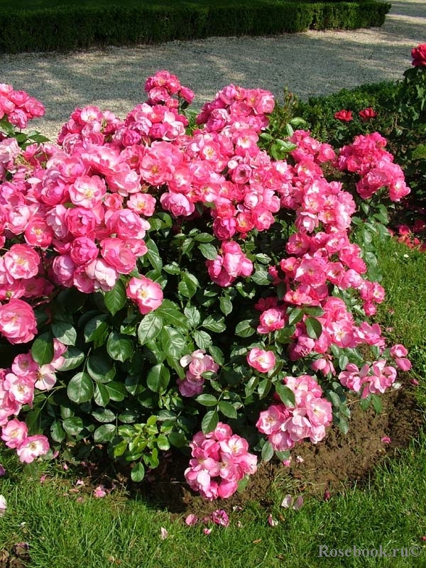 Роза шраб `Ангела`, Rosa (S) `Angela` ® | СадПарад